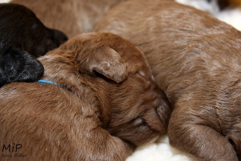 2011-05-07 Puppies Candy & Svet (48).jpg